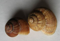 Tropidophora fimbriata , (Lamarck, 1822)